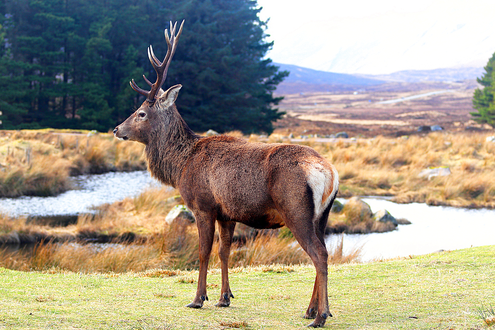 Stag, Rannoch Moor, Highland, Scotland