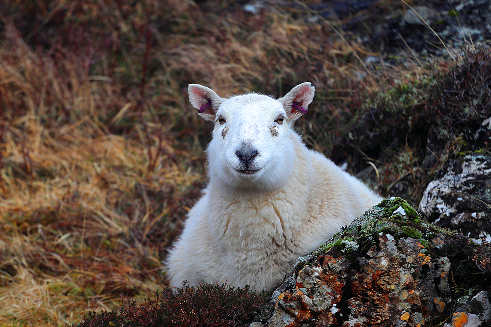 Sheep, Isle of Skye, Scotland