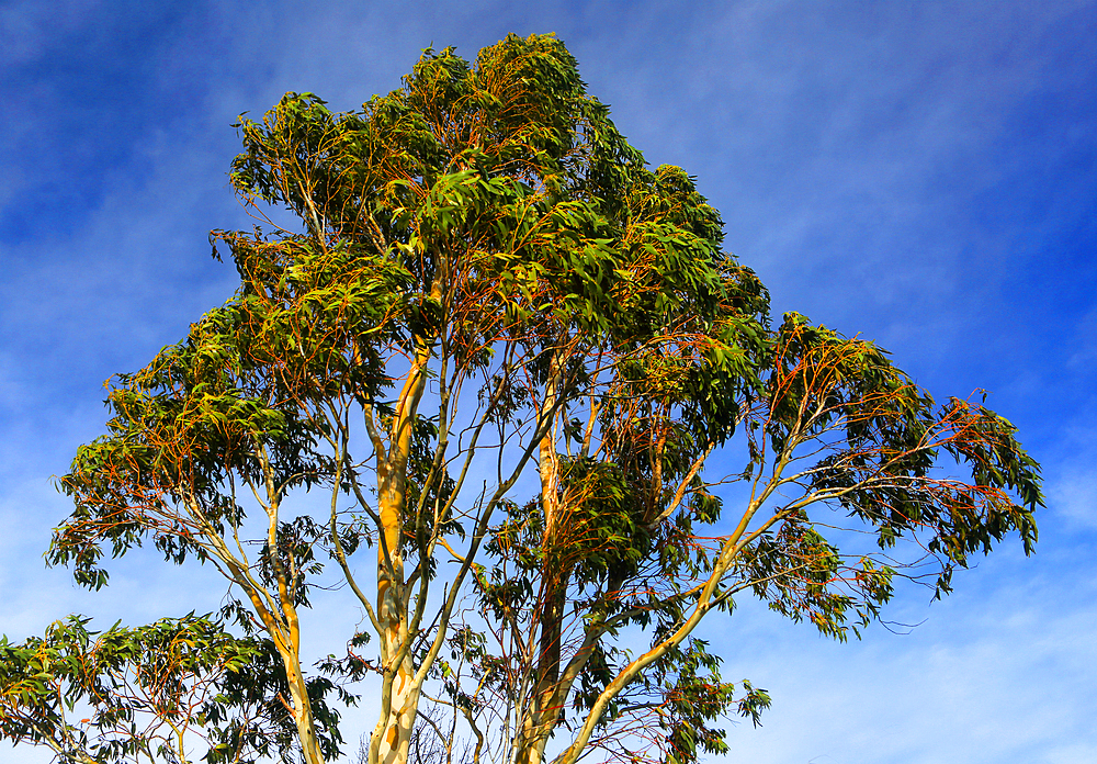 Eucalyptus tree, Scotland, UK