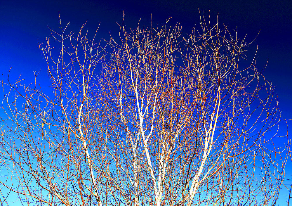 Tree detail, Scotland