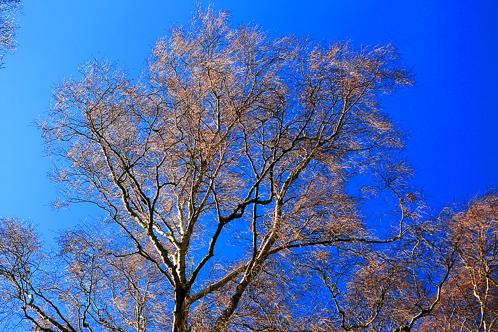 Tree detail, Scotland