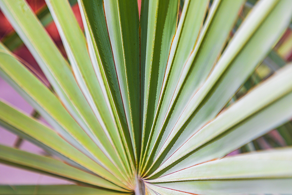 Loreto, Baja California Sur, Mexico. Green palm fronds against a pink back drop.