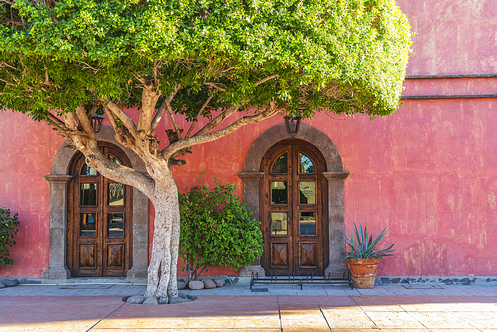 Loreto, Baja California Sur, Mexico. November 17, 2021. Trimmed tree outside a pink building.