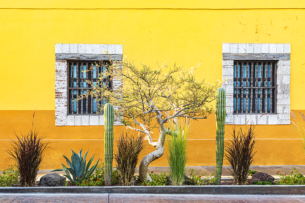 Loreto, Baja California Sur, Mexico. Cactus garden in front of a yellow stucco building.