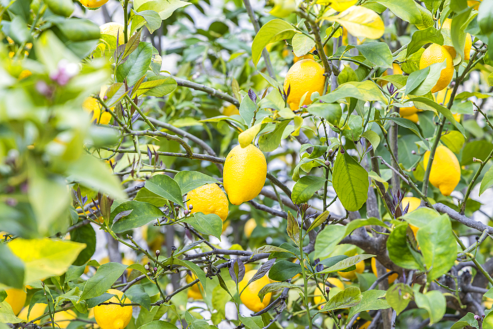 Europe, Portugal, Monsanto. Lemons growing on a tree.