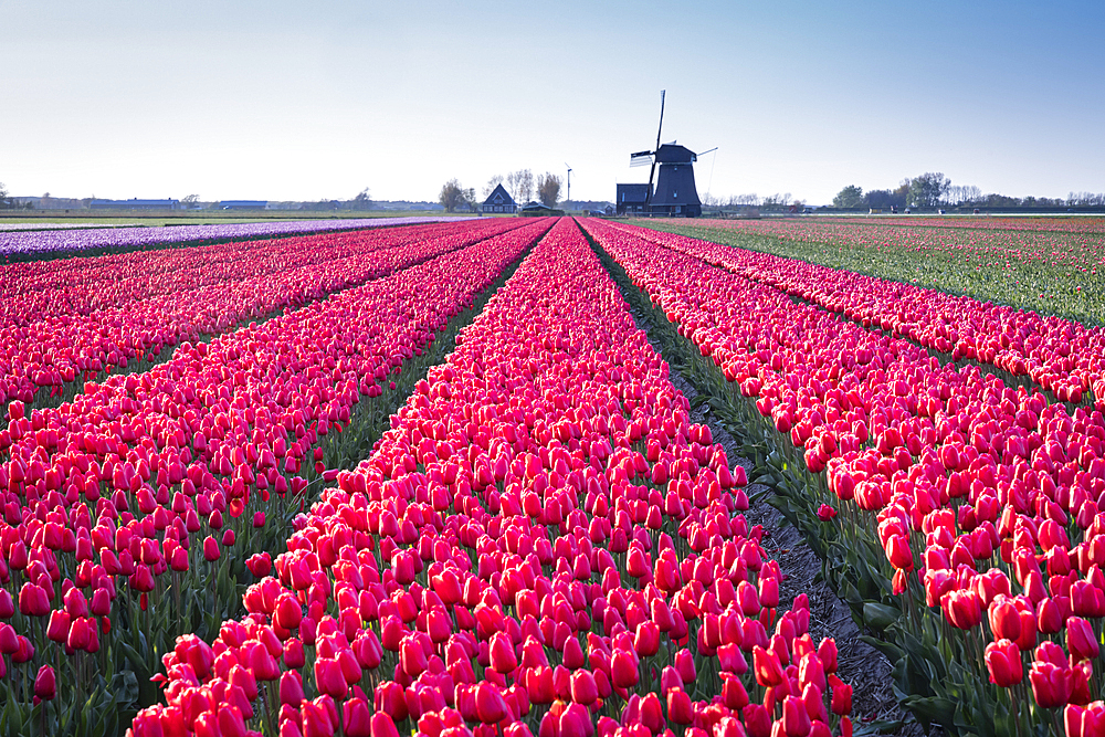 Europe, Netherlands, North Holland, Schagerbrug. Red tulips in a Dutch field.