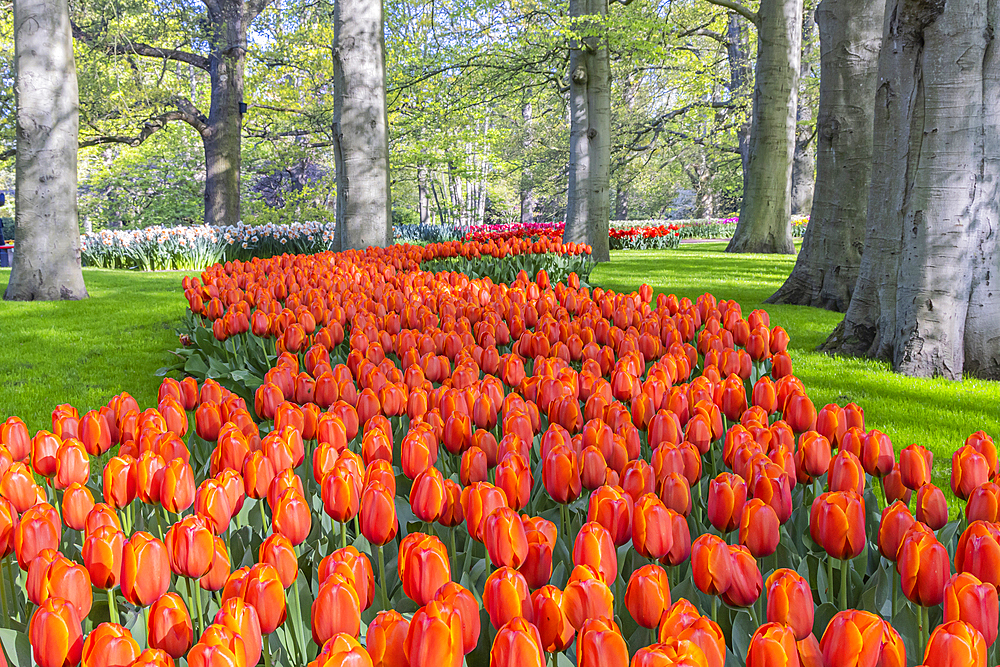 Europe, Netherlands, South Holland, Lisse. April 26, 2022. Orange tulips at Keukenhof Gardens.