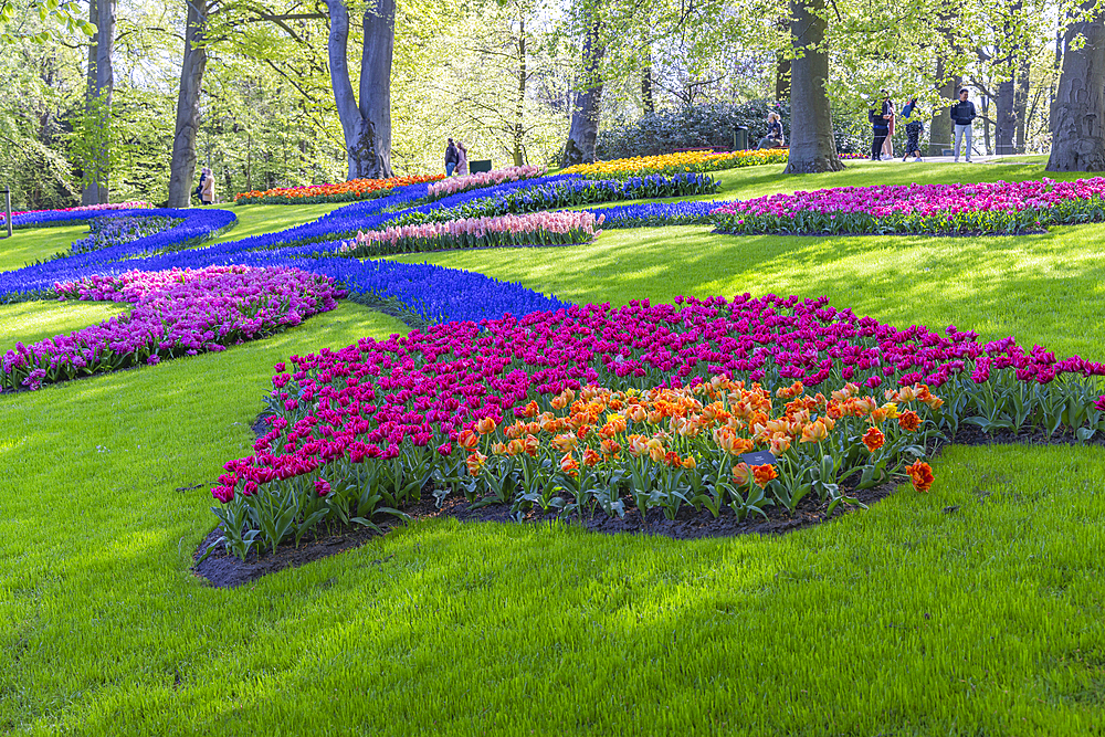 Europe, Netherlands, South Holland, Lisse. April 26, 2022. Orange and purple tulips with bluebells at Keukenhof Gardens.