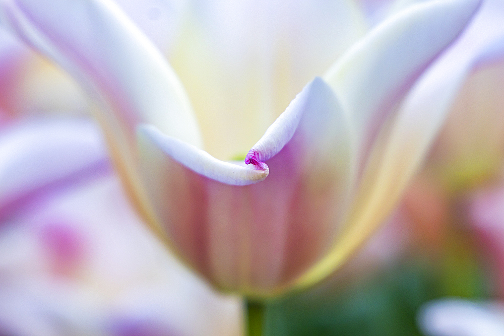 Europe, Netherlands, South Holland, Lisse. Pale colored tulips in a garden.