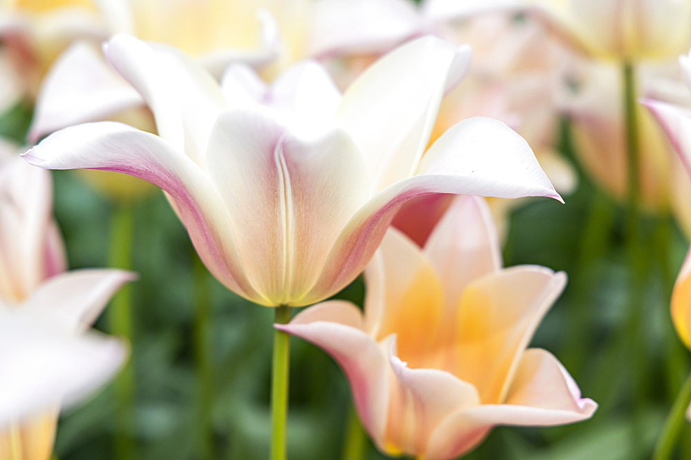 Europe, Netherlands, South Holland, Lisse. Pale colored tulips in a garden.