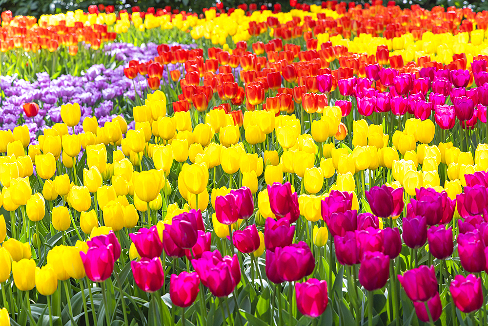 Europe, Netherlands, South Holland, Lisse. Purple, yellow, and orange tulips in a garden.