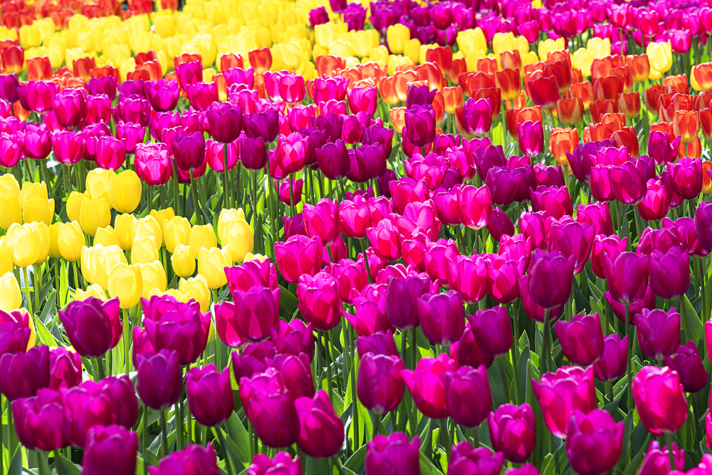 Europe, Netherlands, South Holland, Lisse. Purple, yellow, and orange tulips in a garden.