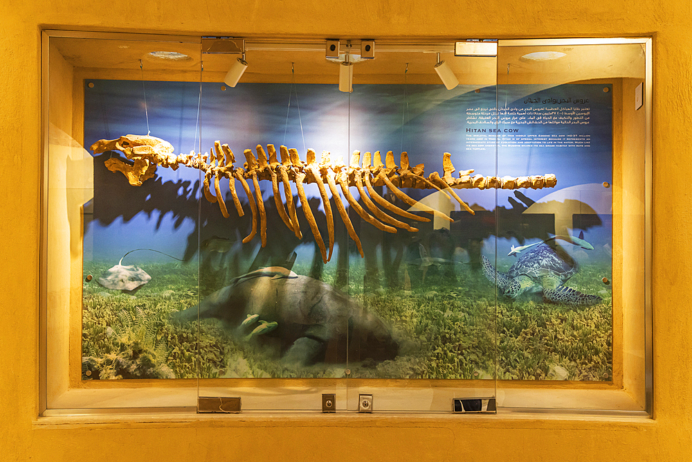 Wadi al Hitan, Faiyum, Egypt. February 20, 2022. Sea cow, dugong, fossil in the museum at Wadi el-Hitan paleontological site.