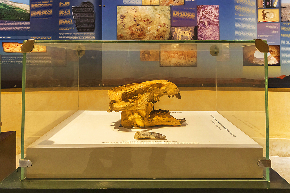 Wadi al Hitan, Faiyum, Egypt. February 20, 2022. Fossil skull of a paleomastodon elephant in the museum at Wadi el-Hitan paleontological site.