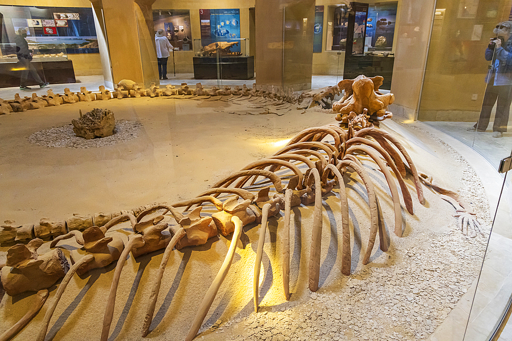 Wadi al Hitan, Faiyum, Egypt. February 20, 2022. Whale fossil in the museum at Wadi el-Hitan paleontological site.