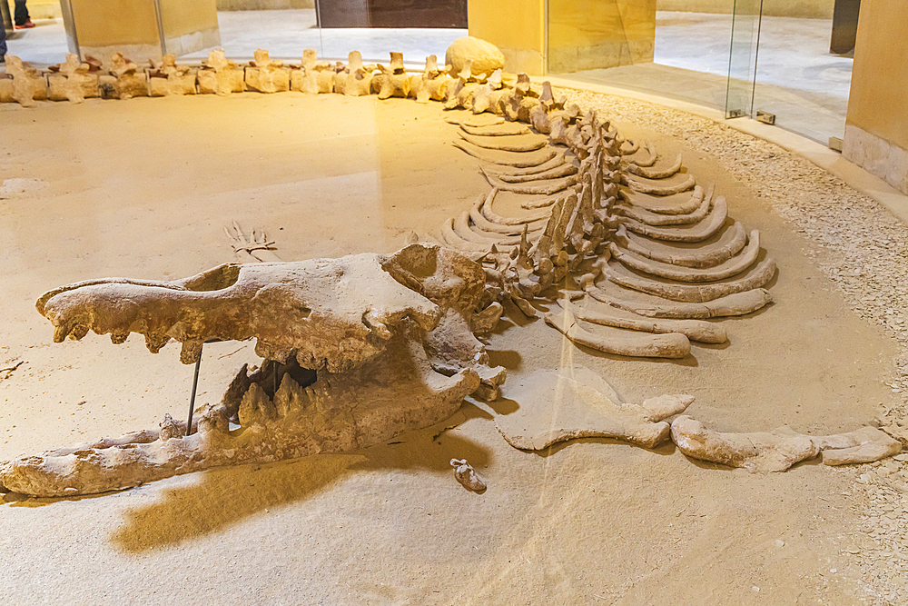 Wadi al Hitan, Faiyum, Egypt. February 20, 2022. Whale fossil in the museum at Wadi el-Hitan paleontological site.