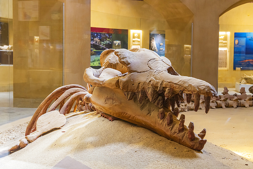 Wadi al Hitan, Faiyum, Egypt. February 20, 2022. Fossil whale skull in the museum at Wadi el-Hitan paleontological site.