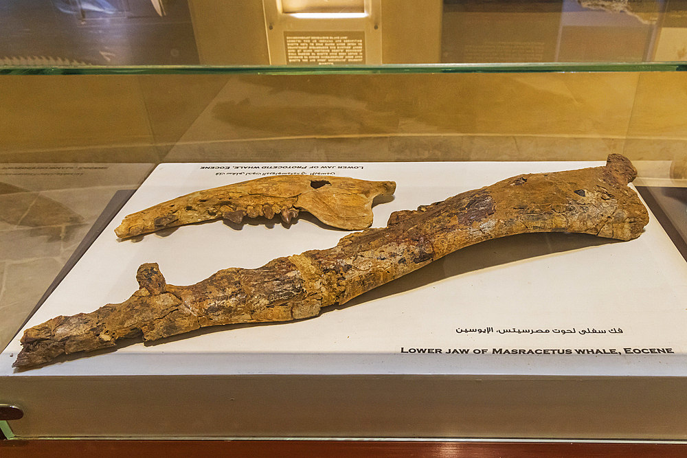 Wadi al Hitan, Faiyum, Egypt. February 20, 2022. Fossil whale jaw in the museum at Wadi el-Hitan paleontological site.