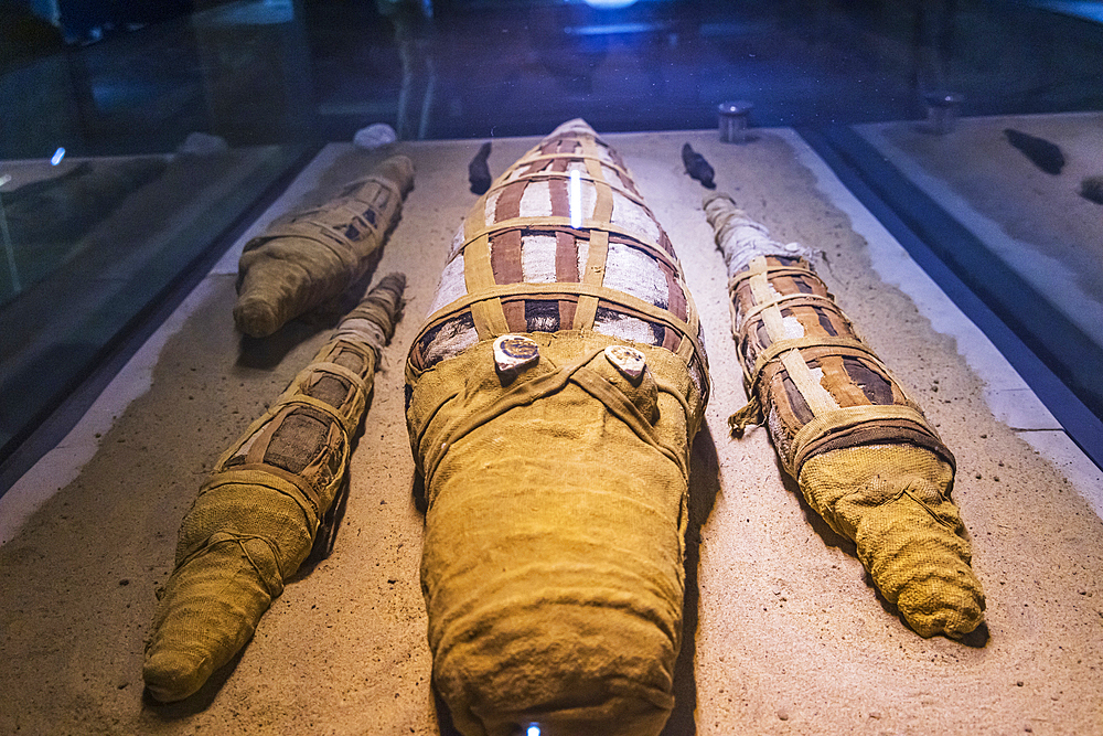 Kom Ombo, Aswan, Egypt. February 25, 2022. Mummified crocodiles in a museum at Kom Ombo.