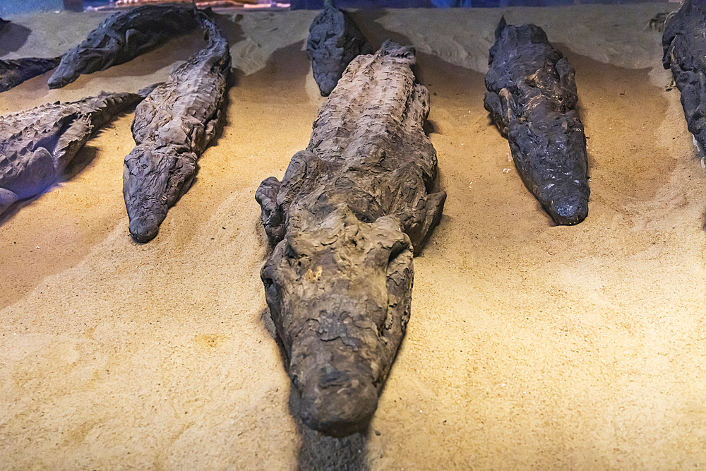 Kom Ombo, Aswan, Egypt. February 25, 2022. Mummified crocodiles in a museum at Kom Ombo.