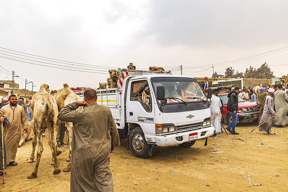 Birqash, Cairo, Egypt. February 18, 2022. Truck bringing camels to the Birqash Camel Market outside Cairo.