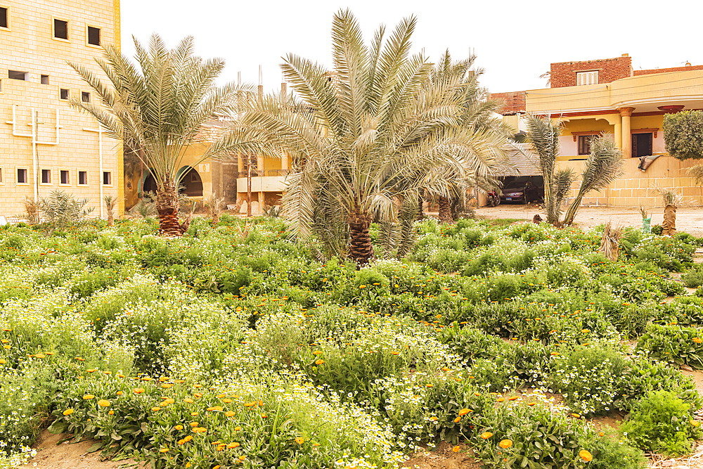 Faiyum, Egypt. Egyptian garden growing for marigolds and chamomille for harvest.