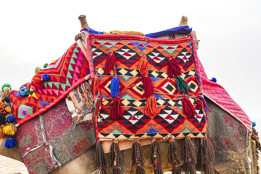 Giza, Cairo, Egypt. Camel with a tassled decorative blanket in Giza, Cairo.