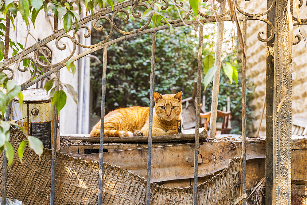 Cairo, Egypt. Orange colored tabby cat resting outside.