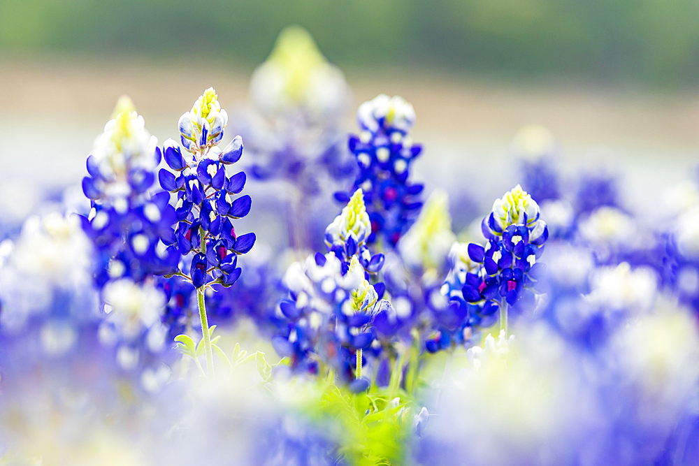 Spicewood, Texas, USA. Bluebonnet wildflowers in the Texas hill country.