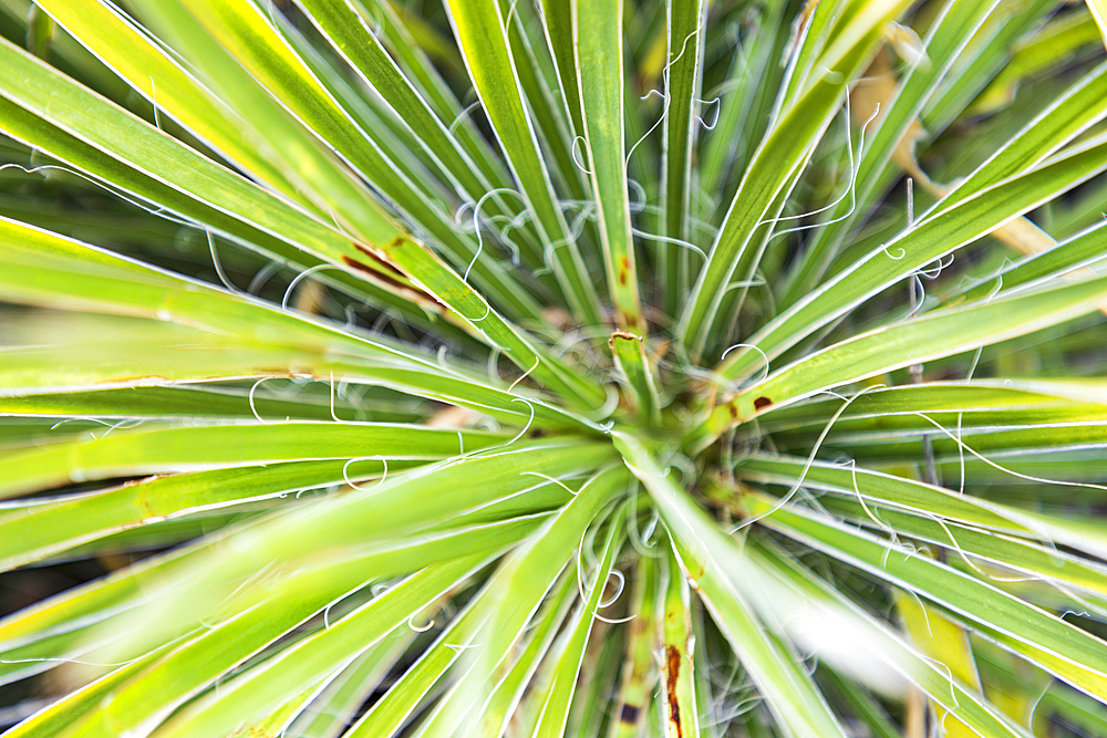 Llano, Texas, USA. Yucca plant in the Texas hill country.