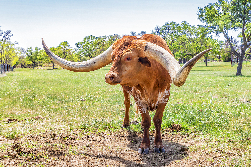 Marble Falls, Texas, USA. Longhorn cattle in the Texas hill country.