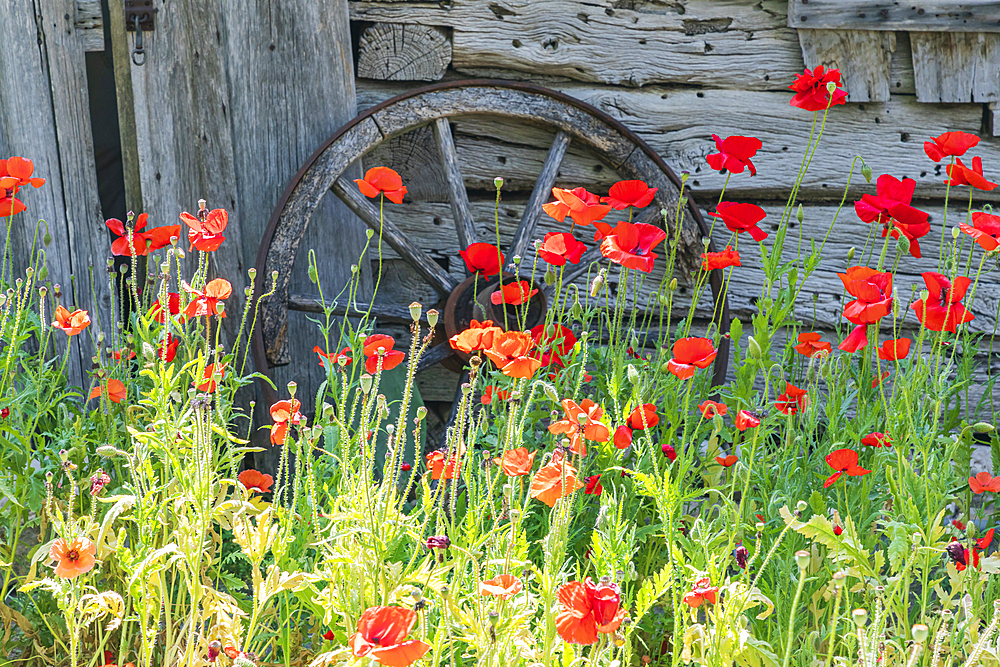 Castroville, Texas, USA. Poppies and historic buildings in the Texas hill country.