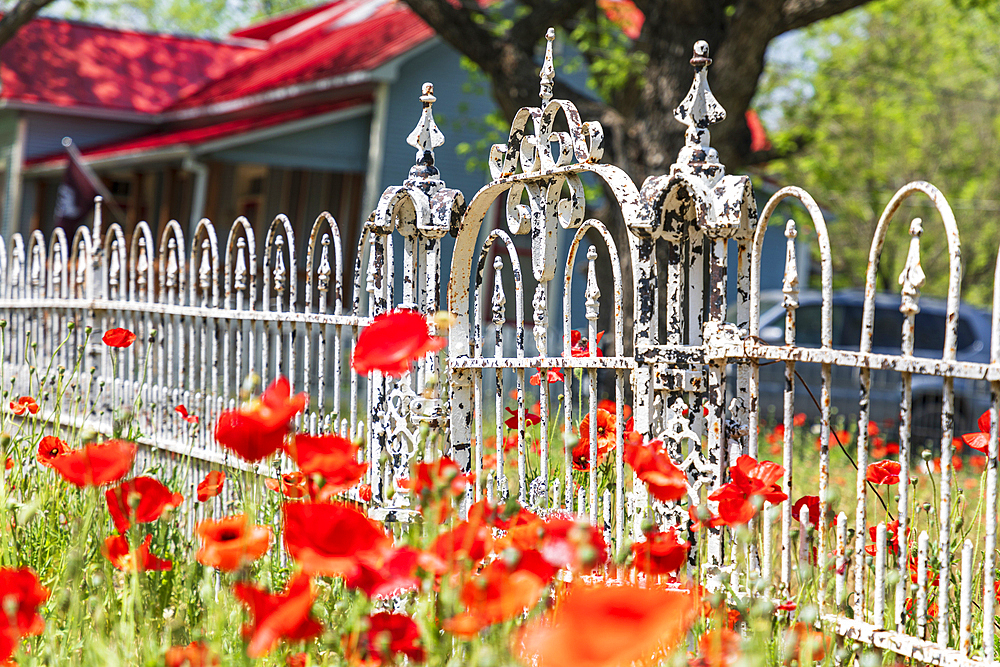 Castroville, Texas, USA. April 12, 2021. Poppies and a white iron fence in the Texas hill country.