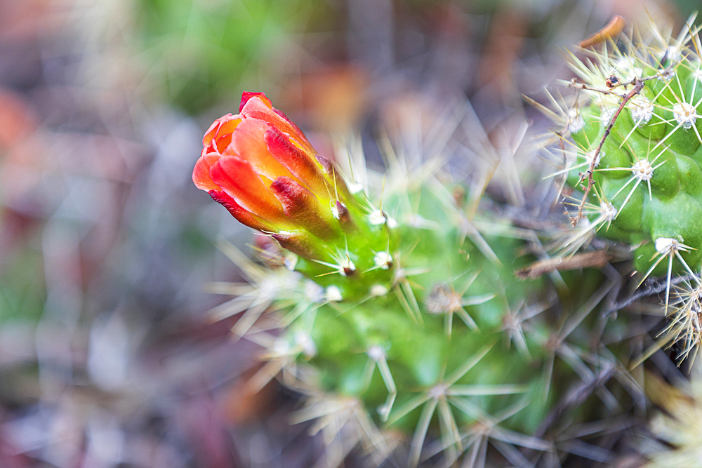 Castroville, Texas, USA. Prickly pear flower in the Texas hill country.