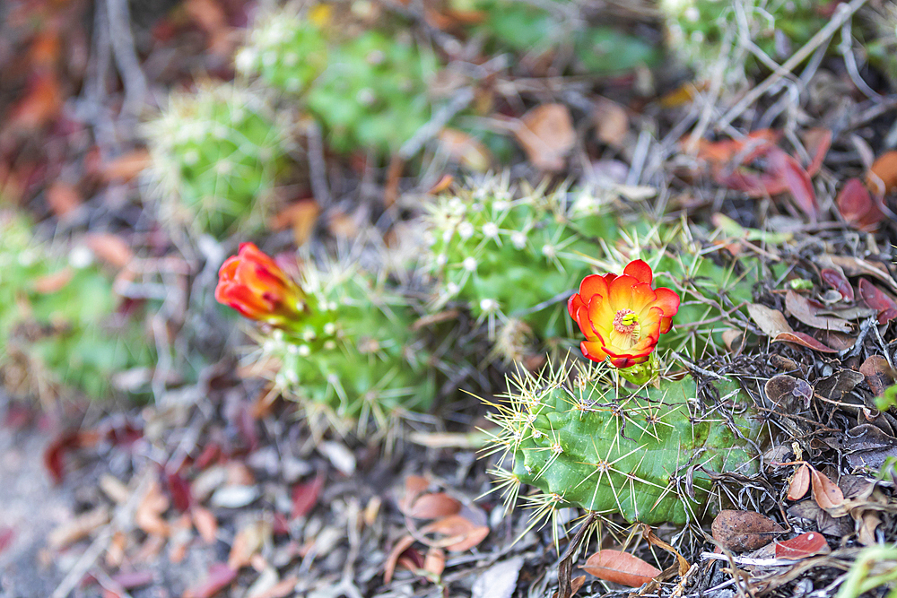 Castroville, Texas, USA. Prickly pear flower in the Texas hill country.