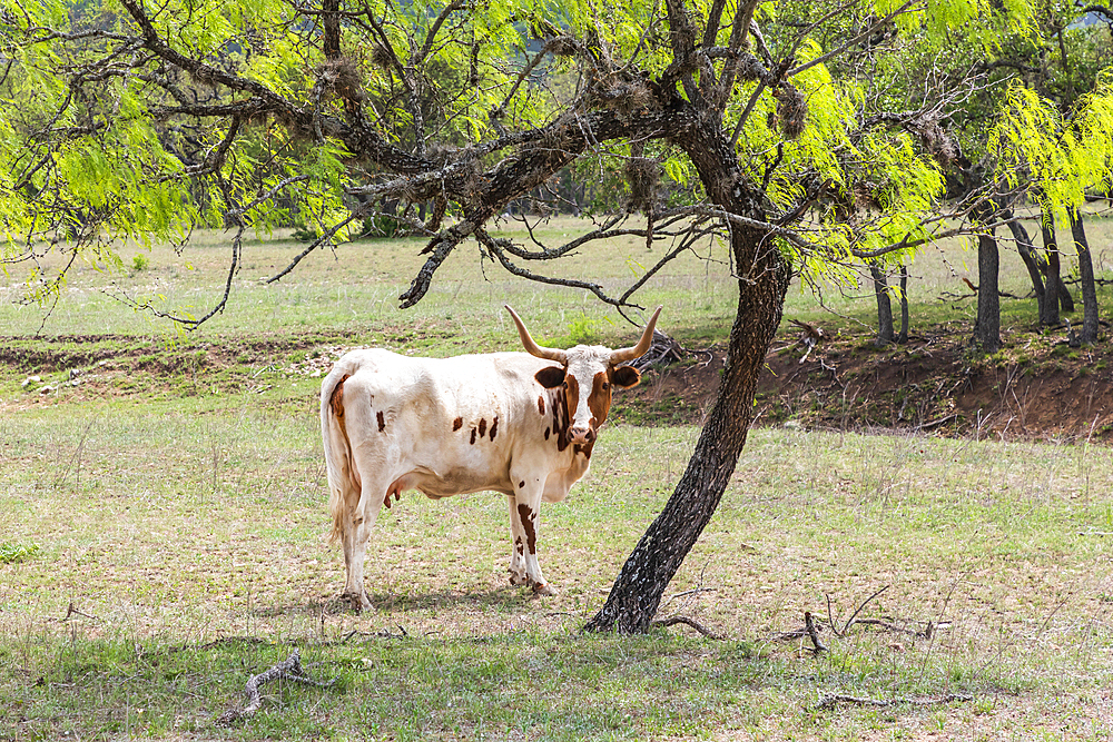 Tarpley, Texas, USA. Cattle in the Texas hill country.