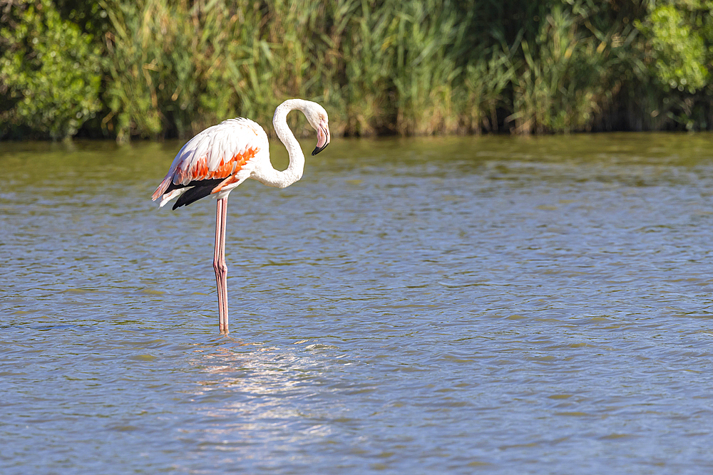 Saintes-Maries-de-la-Mer, Bouches-du-Rhone, Provence-Alpes-Cote d'Azur, France. Flamingo at the Ornithological Park of Pont de Gau.