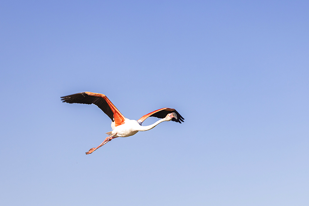 Saintes-Maries-de-la-Mer, Bouches-du-Rhone, Provence-Alpes-Cote d'Azur, France. Flamingo at the Ornithological Park of Pont de Gau.