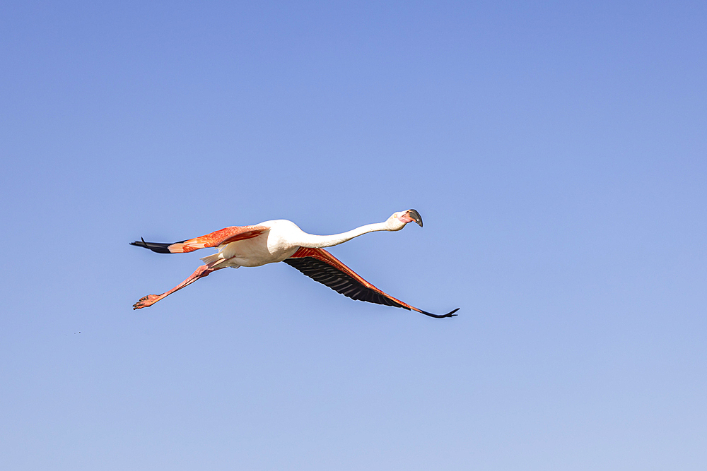 Saintes-Maries-de-la-Mer, Bouches-du-Rhone, Provence-Alpes-Cote d'Azur, France. Flamingo at the Ornithological Park of Pont de Gau.