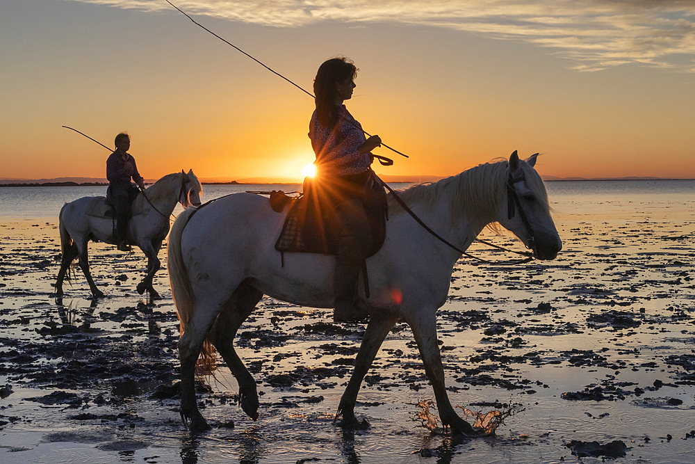 Saintes-Maries-de-la-Mer, Bouches-du-Rhone, Provence-Alpes-Cote d'Azur, France. July 6, 2022. Two women riding Camargue horses at sunrise.