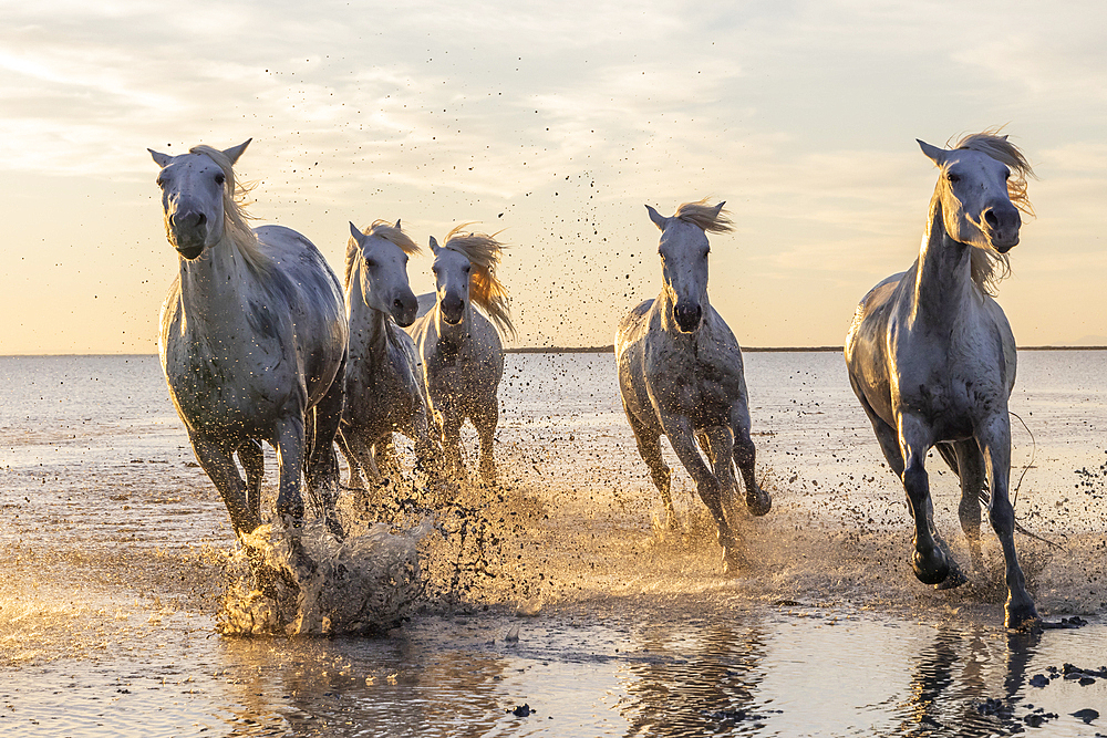 Saintes-Maries-de-la-Mer, Bouches-du-Rhone, Provence-Alpes-Cote d'Azur, France. Camargue horses running through water at sunrise.