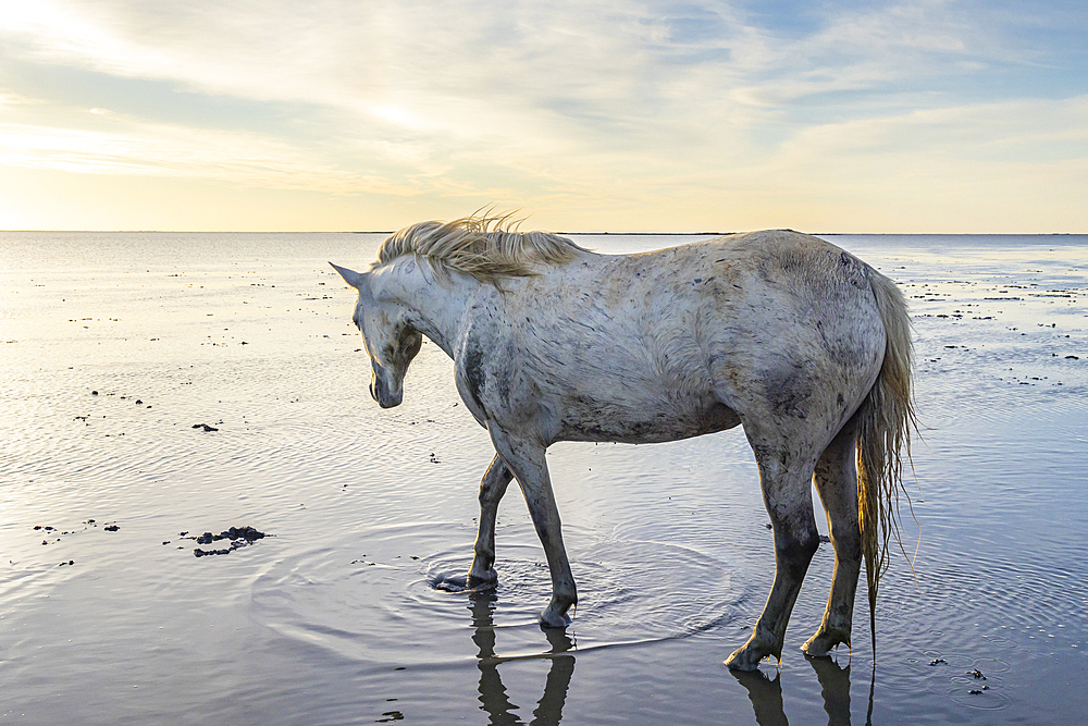 Saintes-Maries-de-la-Mer, Bouches-du-Rhone, Provence-Alpes-Cote d'Azur, France. Camargue horse in the water in morning light.