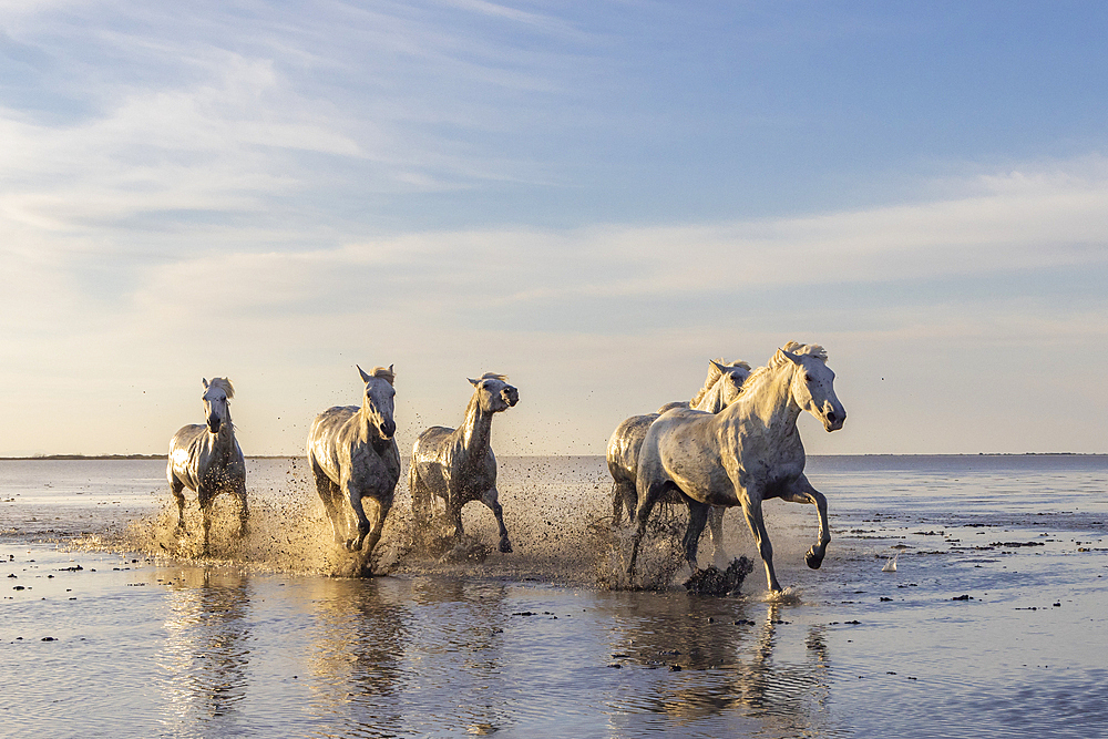 Saintes-Maries-de-la-Mer, Bouches-du-Rhone, Provence-Alpes-Cote d'Azur, France. Camargue horses running through water in morning light.