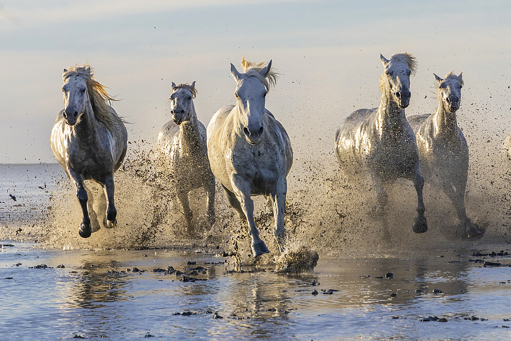 Saintes-Maries-de-la-Mer, Bouches-du-Rhone, Provence-Alpes-Cote d'Azur, France. Camargue horses running through water in morning light.