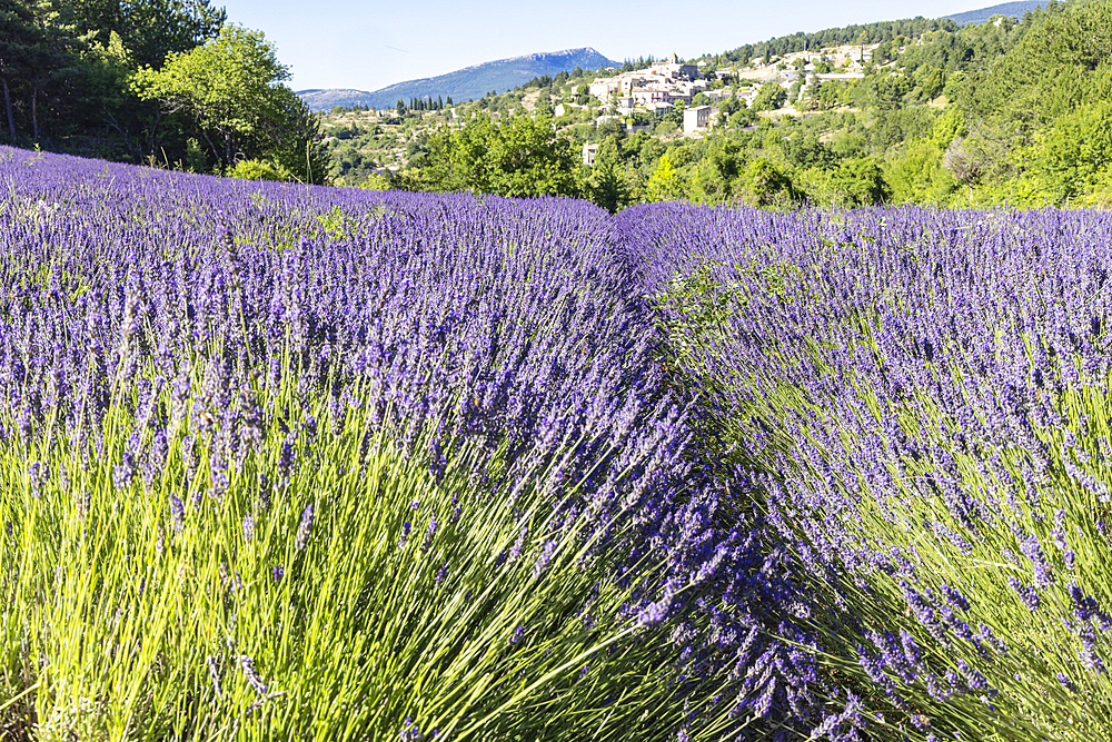 Aurel, Vaucluse, southern France-Alpes-Cote d'Azur, France. Lavendar field on a sunny day in southern France.