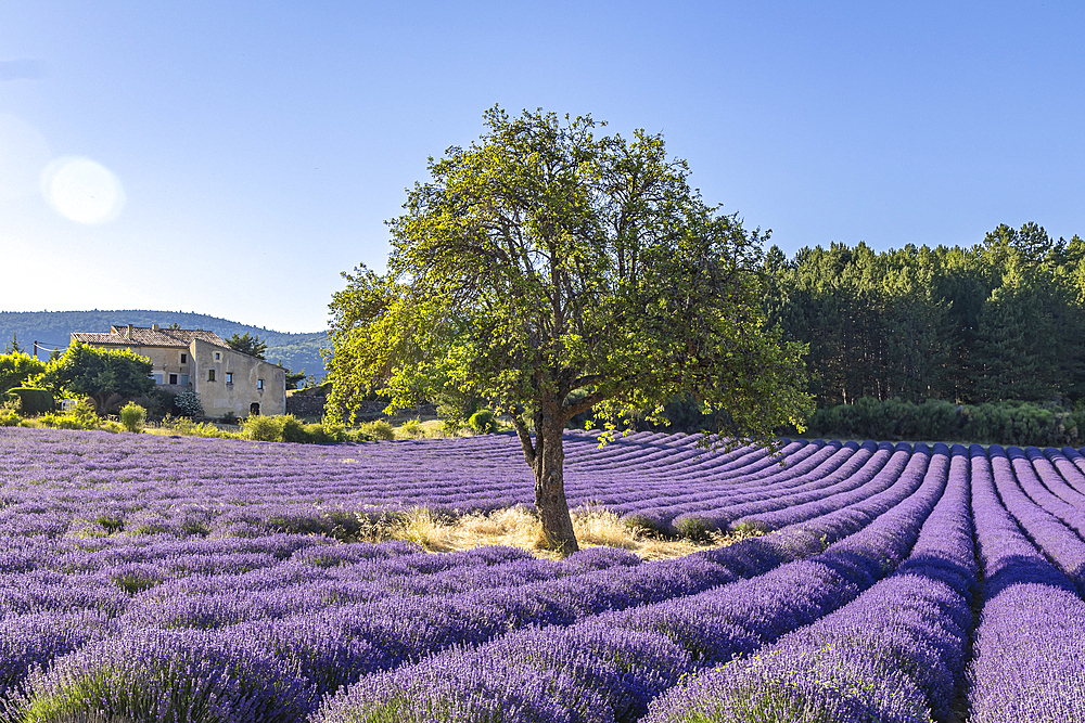 Aurel, Vaucluse, southern France-Alpes-Cote d'Azur, France. Tree growing in a lavendar field.