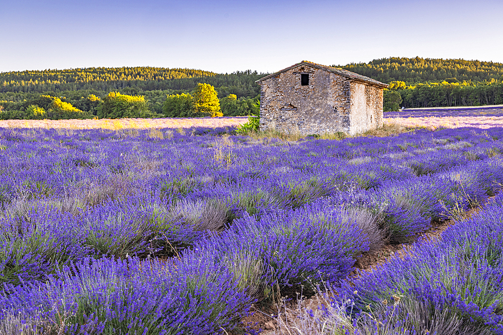 Saint-Christol, Vaucluse, Provence-Alpes-Cote d'Azur, France. Small stone building in a lavendar field.