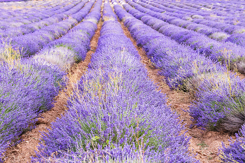 Saint-Christol, Vaucluse, Provence-Alpes-Cote d'Azur, France. Rows of lavendar growing in red soil.