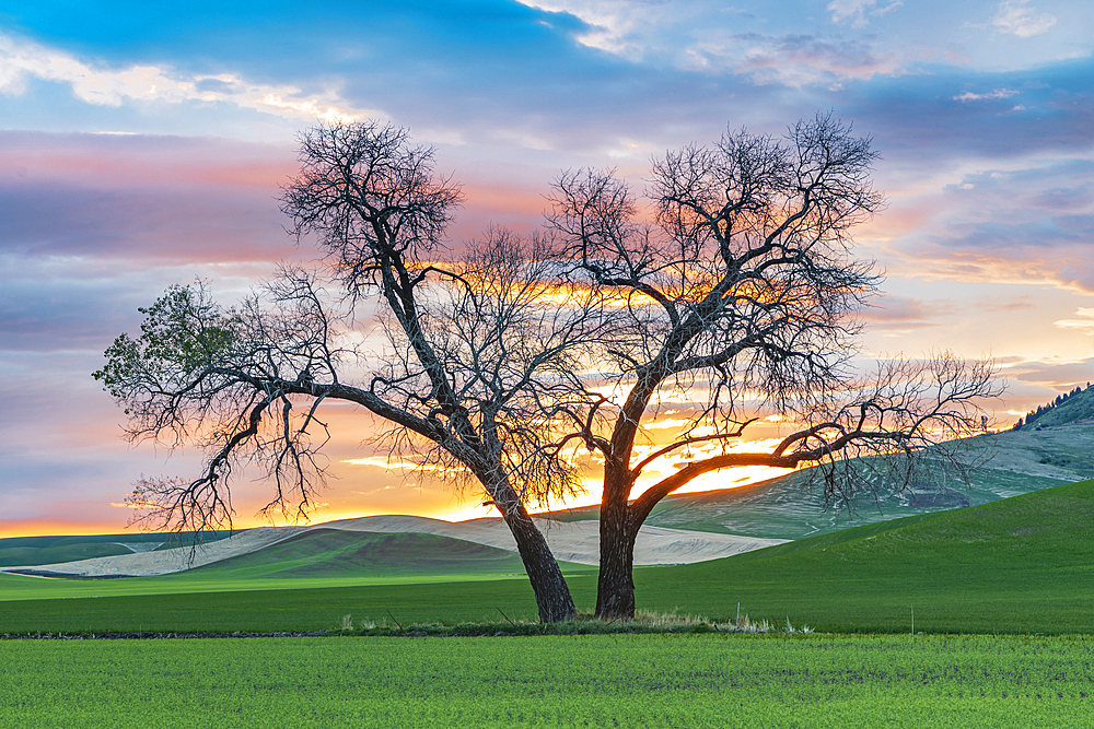 Steptoe, Washington, USA. Cottonwood trees in a wheat field at sunset.