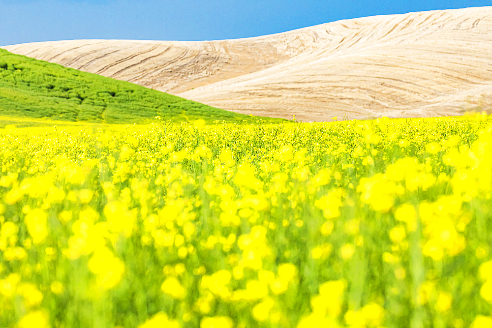 Lacrosse, Washington, USA. Blooming canola field in the Palouse hills.